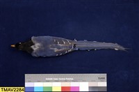 臺灣藍鵲藏品圖，第6張